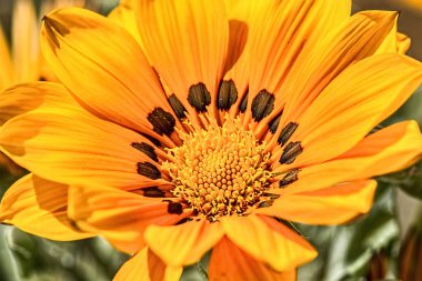 Makro portakal çiçeği.