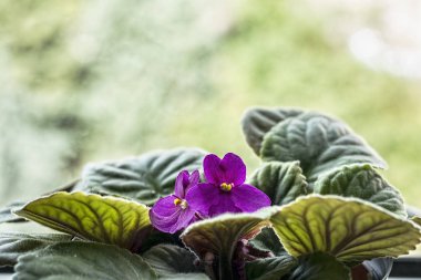 bir tencerede Menekşe