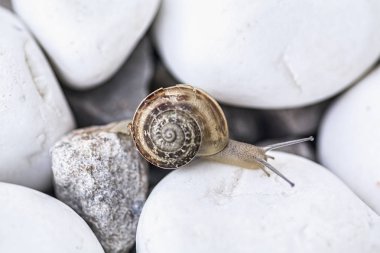 Snail on the white stones clipart
