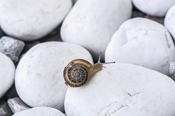Улитка на белых камнях
