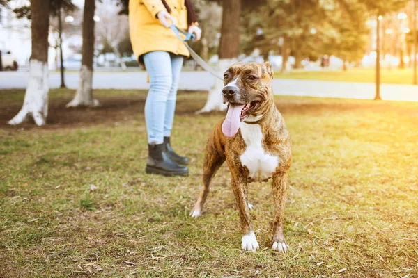 Staffordshire terrier parkta bir yürüyüş için. Arkasında bir köpek tasmasını tutan bir kızdır