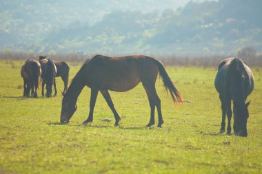Vahşi atlar bir güneşli dağ çayır üzerinde otlatma