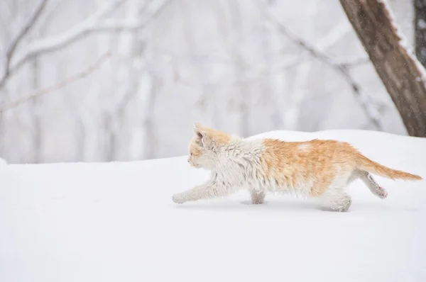 A Cat Running in the Snow