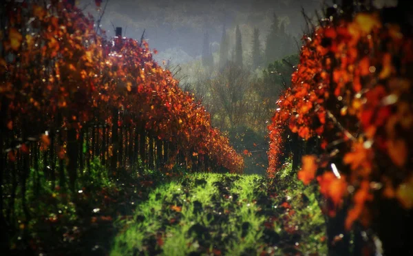 Herfst Wijngaarden — Stockfoto