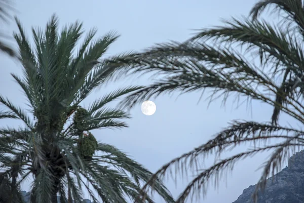 Luna y palmeras de árboles — Foto de Stock