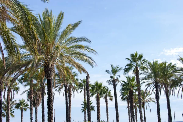 Bir sürü palmiye ağaçları — Stok fotoğraf