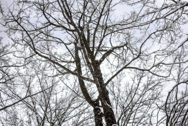 Kışın kar manzarası