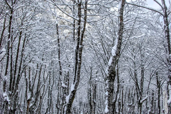 Snow landscape in winter — Stock Photo, Image