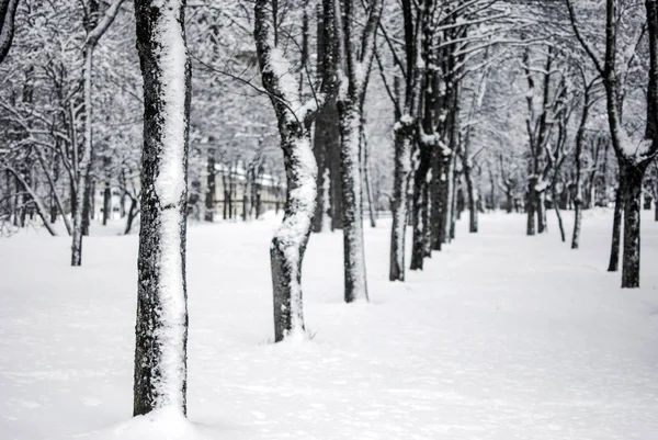 Snow landscape in winter — Stock Photo, Image