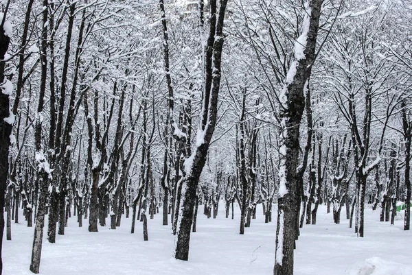 Snow landscape in winter (Spain) — Stock Photo, Image