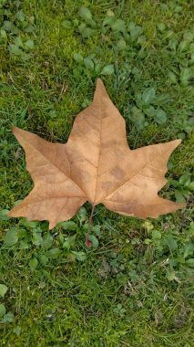 Tek sonbahar yaprak yeşil çim üzerinde