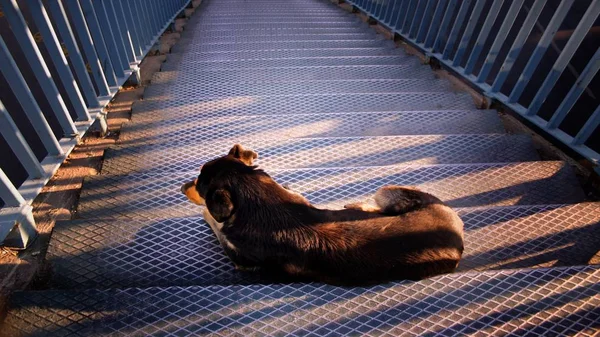 Stray Cão Deitado Nas Escadas — Fotografia de Stock