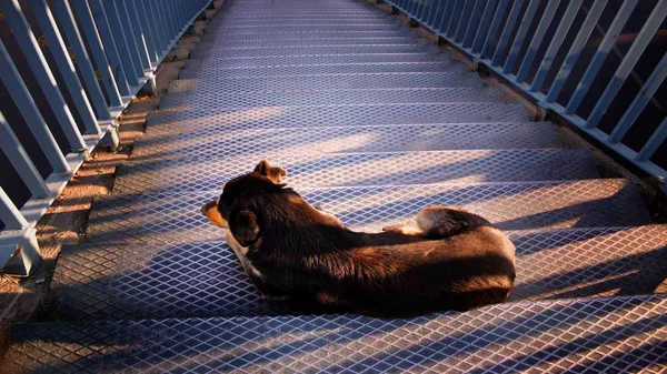 Sokak köpeği merdivende yatarken