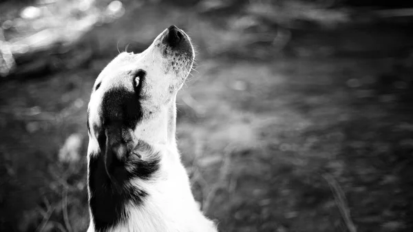 Zwart Wit Zwerfhond Grond Zit — Stockfoto