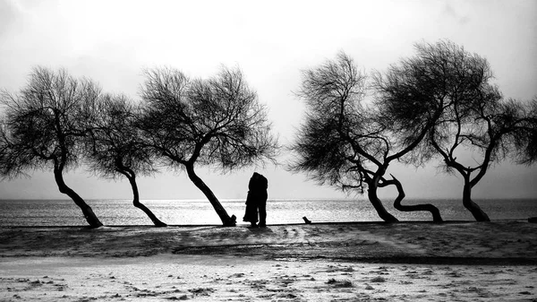 Birbirlerine Sarılma Ağaçlar Karlı Sahne Siyah Beyaz Arasında Bir Çift — Stok fotoğraf