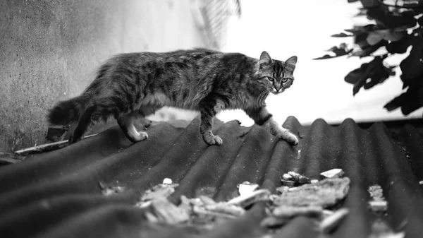 Gato Calle Está Caminando Techo Blanco Negro — Foto de Stock