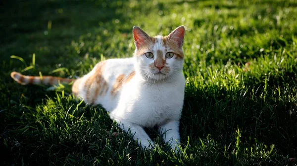 Gato Callejero Acostado Hierba — Foto de Stock