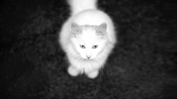 Черно Белый Портрет Знаменитой Кошки Ван Турецком Городе Ван — стоковое фото