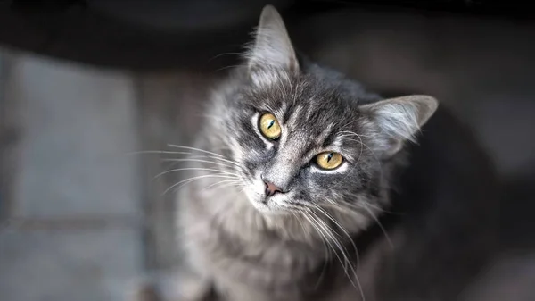 Primer Plano Retrato Gato Gris Con Ojos Amarillos — Foto de Stock