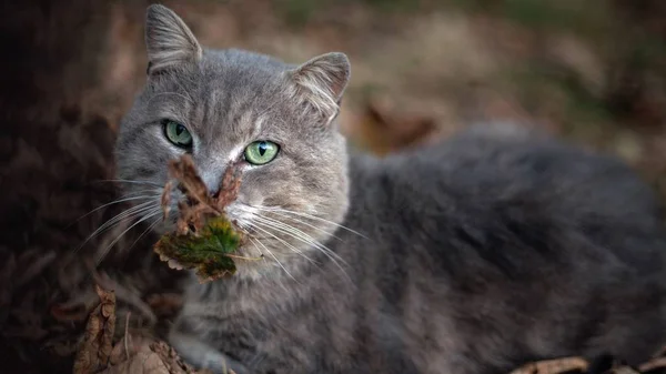 Gato Gris Con Ojos Verdes Yace Suelo Con Hojas Otoño — Foto de Stock