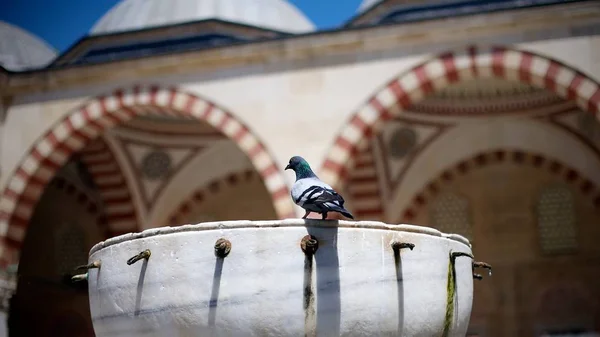 Edina, Türkiye'de Selimiye Camii Bahçe güvercin standları.