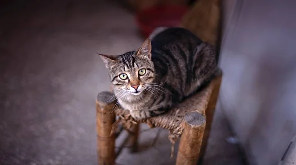 Вуличний Кіт Сидить Маленькому Стільці — стокове фото