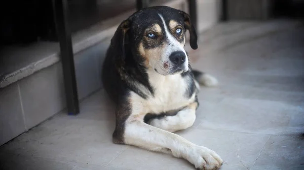 Renkli gözlü yerde yatarken sokak köpeği.