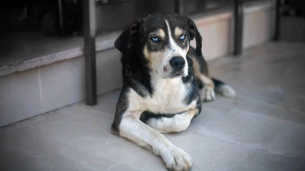 Stray Cão Com Olhos Coloridos Deitado Chão — Fotografia de Stock