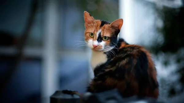 Portrait Stray Cat Lies Roof — Stock Photo, Image