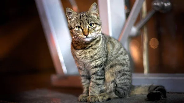 Sokak kedi sokak akşam saat oturur