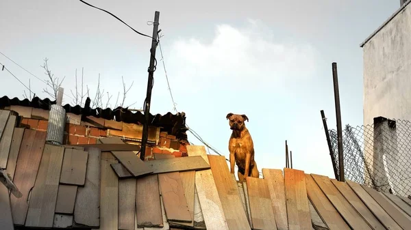 Perro Está Pie Techo Slam Estambul Turke —  Fotos de Stock