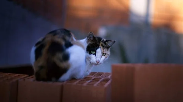 Street Cat Sits Bricks Blurred Background — Stock Photo, Image