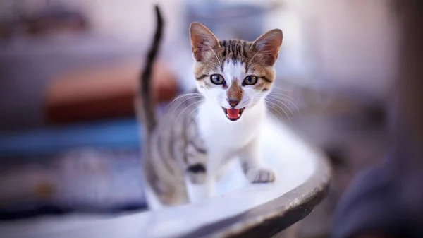 Gatito Camina Barco Con Fondo Borroso — Foto de Stock