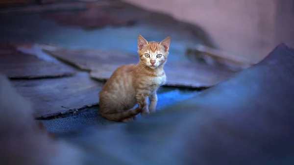 고양이 표면에 — 스톡 사진