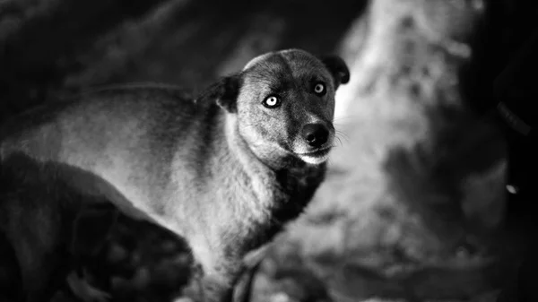 Stray Cão Rua Monocromático — Fotografia de Stock