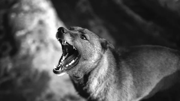 Portrait Chien Aboyant Noir Blanc — Photo