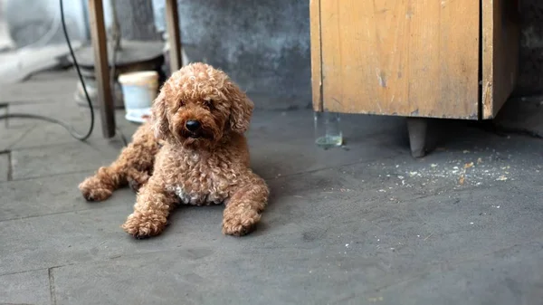 Cão Encaracolado Marrom Deitado Chão — Fotografia de Stock