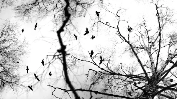 Arbres Noirs Blancs Oiseaux Volants — Photo