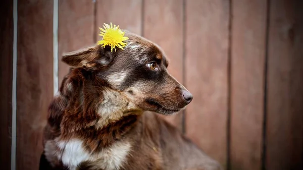 Retrato Cão Com Fundo Madeira Bokeh Superfície — Fotografia de Stock