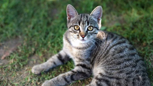 Gato Calle Acuesta Hierba — Foto de Stock