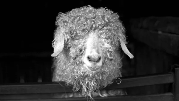 Angora keçi siyah beyaz portre