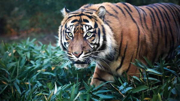 Sumatra kaplanı portre kadar yakın yapraklar