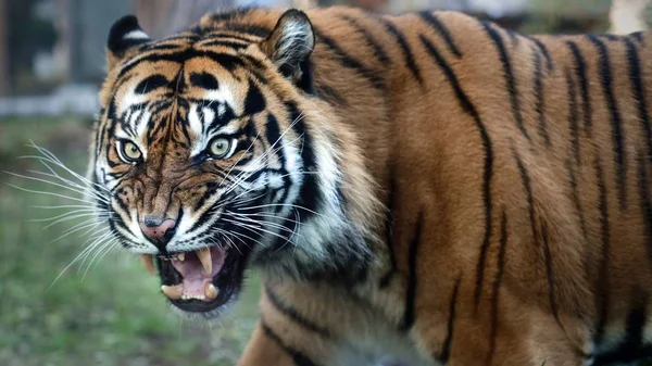 Ritratto Ravvicinato Camminare Sumatra Tigre — Foto Stock