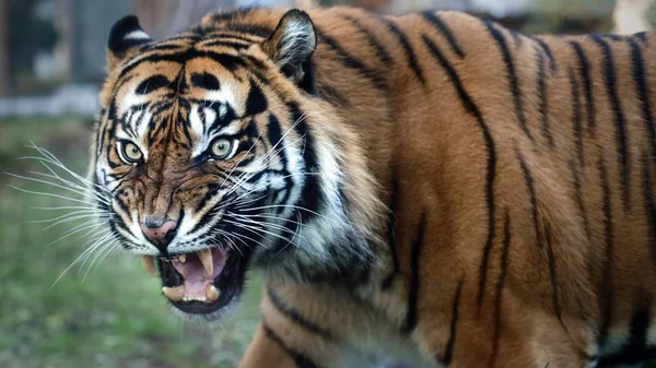 Sumatra kaplanı yürüme portre kadar kapatın