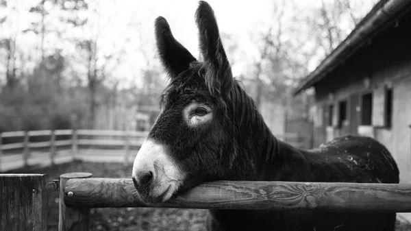 Black White Closeup Portrait Donkey — Stock Photo, Image