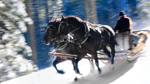 Sleigh ride in motion on the snowy forest