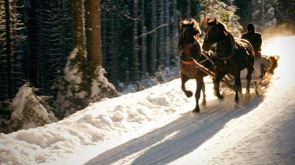 Sleigh Ride Beweging Het Besneeuwde Forest — Stockfoto