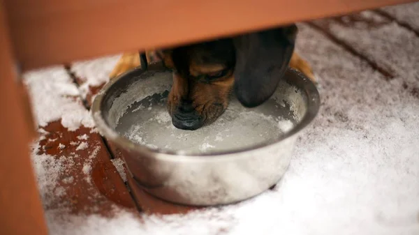 狗试图喝冷冻锅里的水 — 图库照片