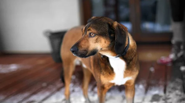 Köpek portre ile arka plan bulanık kapatın