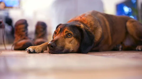 Köpek uzanmış ve evin zemin üzerinde dinlenme